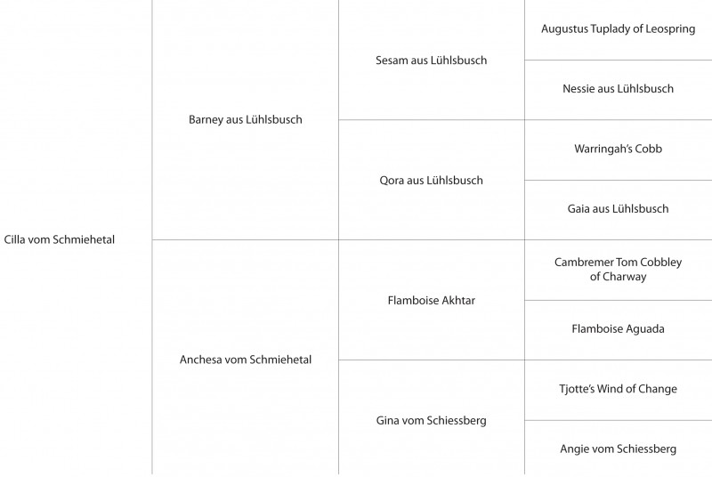 Ahnentafel unserer Hündin Cilla vom Schmiehetal